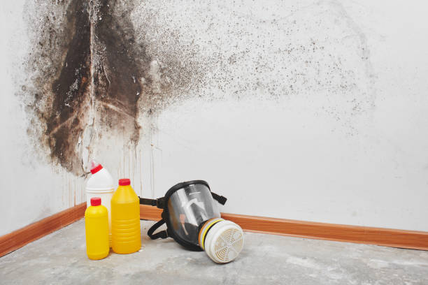 Best Mold Odor Removal Services  in Ponderosa Pine, NM