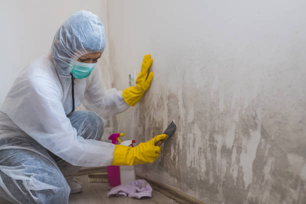 Best Basement Mold Removal  in Ponderosa Pine, NM